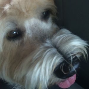 Meet your Posher, James